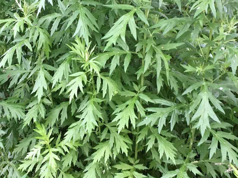 The Magic Of Mugwort:  How To Use Mugwort In Your Magical Workings
